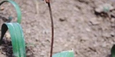 Kato Dağı'nda Yeni Bitki