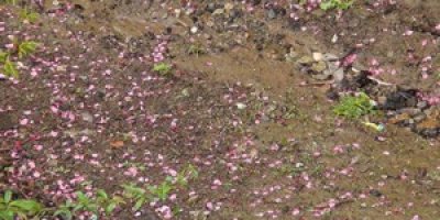 Şemdinli'de dolu meyve ağaçlarına zarar verdi