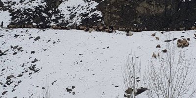 Mahsur kalan küçükbaş hayvanlar kurtarıldı