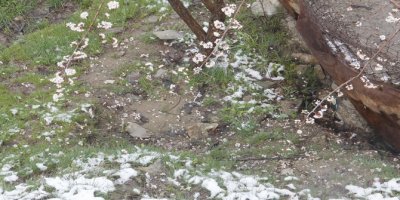 Nisan karı meyve ağaçlarına zarar verdi
