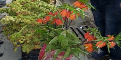 Ters Lale Pazarına tepki