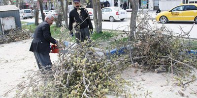 Orta Refüjdeki Ağaçlar Budanmaya Başlandı