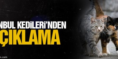 İstanbul Kedileri’nden açıklama