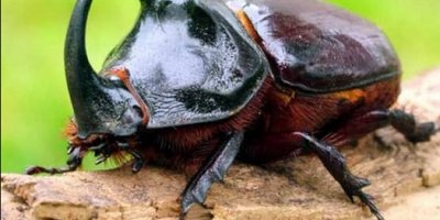 İşte gergedan böceği gerçeği!