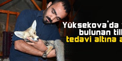 Yavru tilki tedavi altına alındı