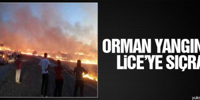 Orman yangınları Lice’ye sıçradı