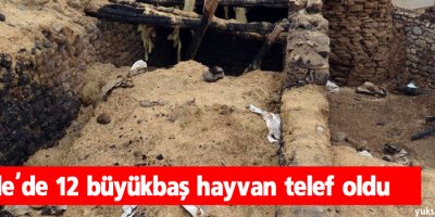 Başkale'de 12 büyükbaş hayvan telef oldu