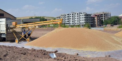Ahlat'ta buğday alımına başlandı