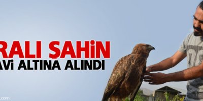 Yaralı şahin tedavi altına alındı