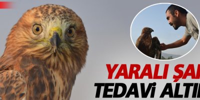 Yaralı şahin tedavi altına alındı