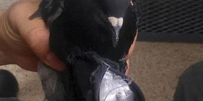 Güvercine tutuklama!