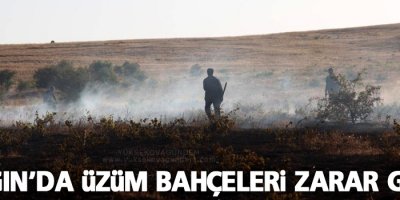 Yangında üzüm bahçeleri de zarar gördü