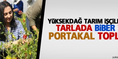 Yüksekdağ tarım işçileriyle tarlada biber ve portakal topladı