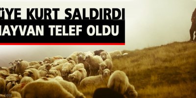 Sürüye kurt saldırdı: 46 hayvan telef oldu