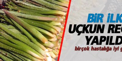 O bitki'nin reçeli üretildi