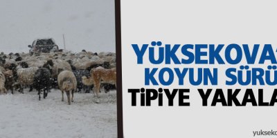 Yüksekova'da koyun sürüsü tipiye yakalandı