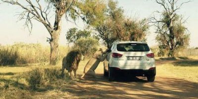 Camdan fotoğraf çeken kadını aslan öldürdü