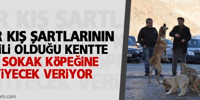 Hakkari'li esnaf 10 köpeğe sahiplendi