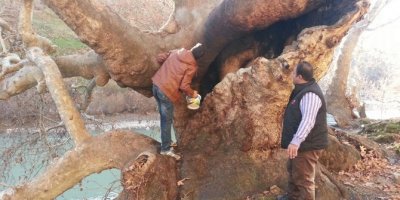 Asırlık ağacı ateşe verdiler