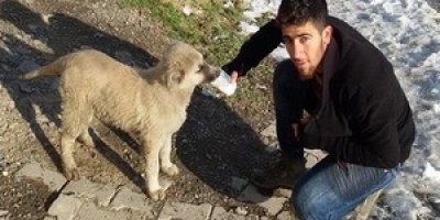 Soğuk hava sokak hayvanlarını vurdu