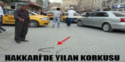 Hakkari'de yılan korkusu