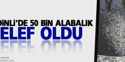 Şemdinli'de 50 Bin Alabalık Telef Oldu