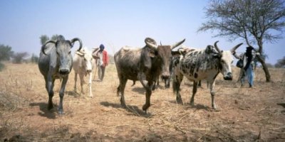 Çiftçilerle çobanlar çatıştı: 38 ölü