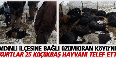 Kurtlar 25 küçükbaş hayvanı telef etti