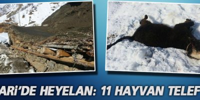 Hakkari'de heyelan: 11 hayvan telef oldu
