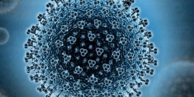 Domuz gribinden 4 kişi hayatını kaybetti!