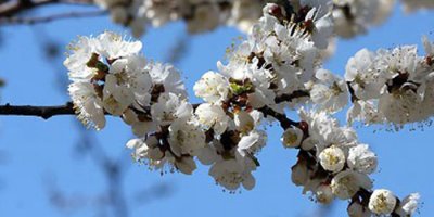İlk cemre bugün düşüyor