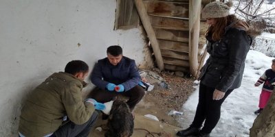 Hakkari’de hayvan barınağı yapılsın