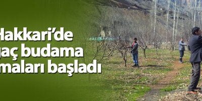 Hakkari'de ağaç budama çalışmaları başladı