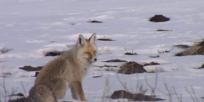 Aç kalan tilkiler yerleşim alanı yakınına indi