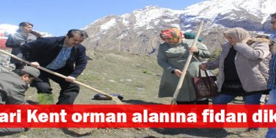 Hakkari Kent orman alanına fidan diktiler