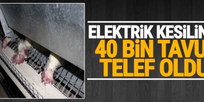 Elektrikler kesilince 40 bin tavuk telef oldu!