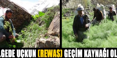 Bölgede Uçkun (Réwas) Geçim Kaynağı Oldu