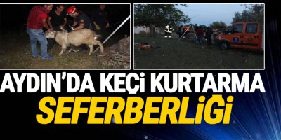 Aydın'da keçi kurtarma seferberliği
