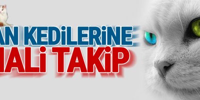 Van kedilerine mali takip