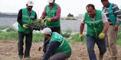 Üreticilere 20 bin fide dağıtıldı