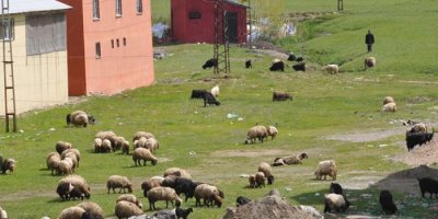 Yüksekova’da Küçükbaş Hayvanlar mahalle aralarında otlatılıyor