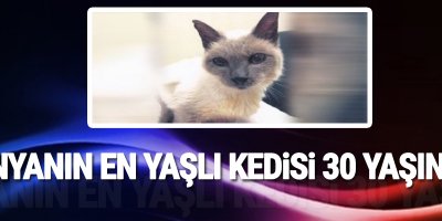 Dünyanın en yaşlı kedisi 30 yaşında!