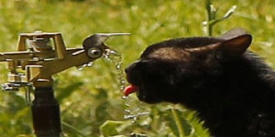 Sıcaktan bunalan kedinin çözümü!