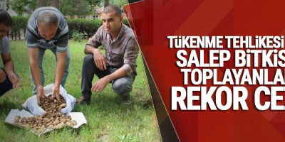 Tükenme Tehlikesi Olan Salep Bitkisini Toplayanlara Rekor Ceza