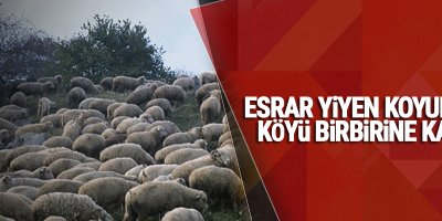 Esrar yiyen koyunlar köyü birbirine kattı