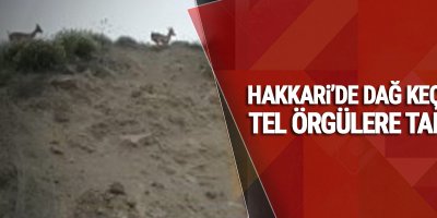 Hakkari’de dağ keçileri tel örgülere takıldı