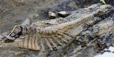 4 yeni dinazor türü keşfedildi