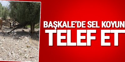 Başkale'de Sel Koyunları Telef Etti