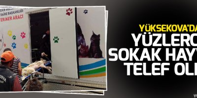 Yüksekova'da yüzlerce sokak hayvanı telef oldu
