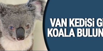 Van kedisi gibi koala bulundu